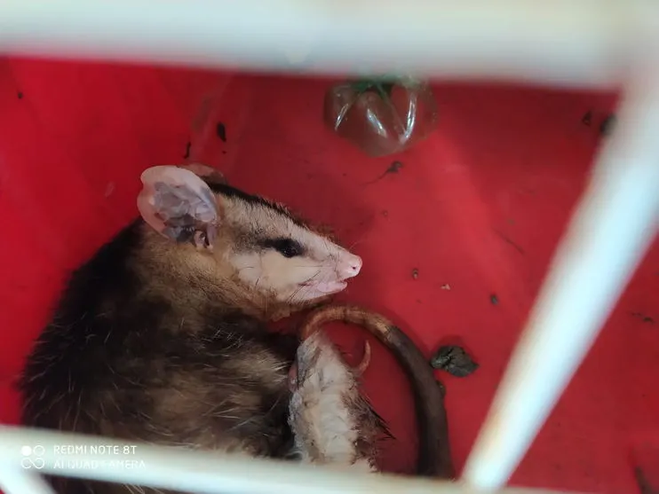 Gambá com ferimento na barriga é resgatado pela GM