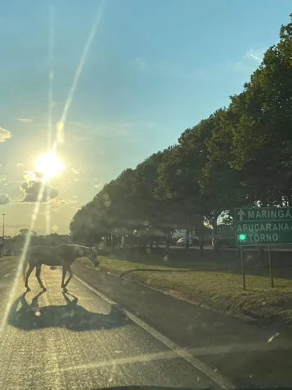 Cavalo solto na pista da BR 369 pede maior atenção de motoristas