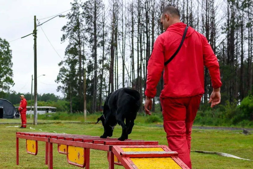 Bombeiros promovem certificação estadual de cães de busca e resgate