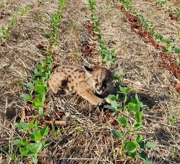 Agricultores se deparam com família de onças durante trabalho na roça