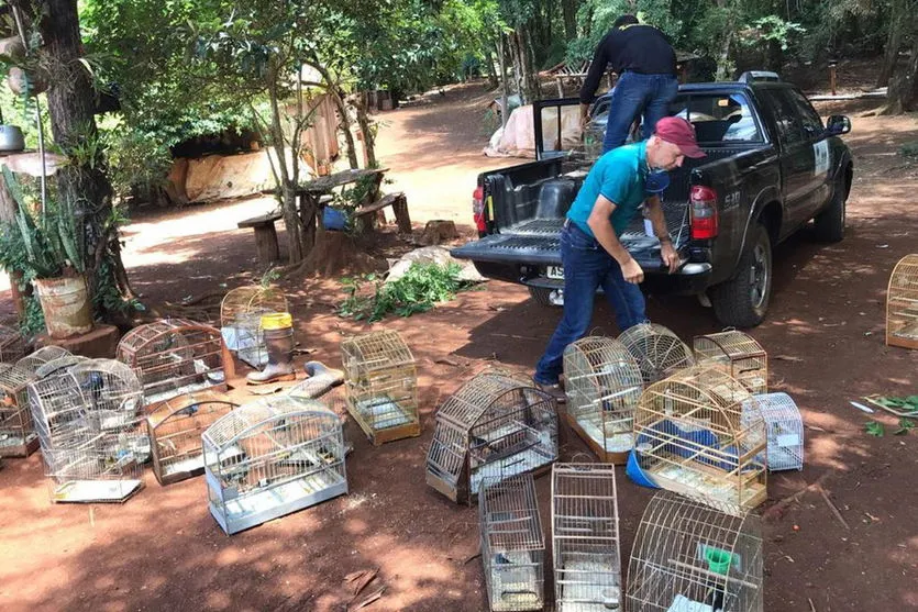 74 pássaros apreendidos em cativeiro são devolvidos à natureza