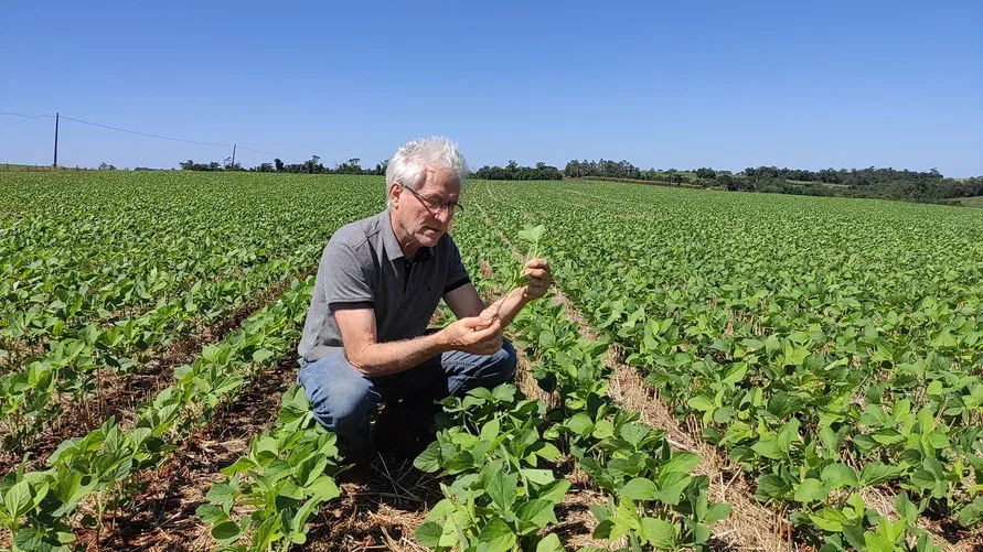 A expectativa de produção da soja é de 4 mil quilos por hectare