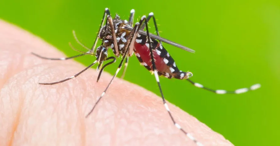 Boletim da Sesa registra 106 casos de dengue e o primeiro caso de Zíka Vírus