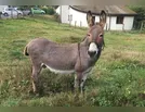 Dois homens são presos na PR-466 trafegando com burro furtado