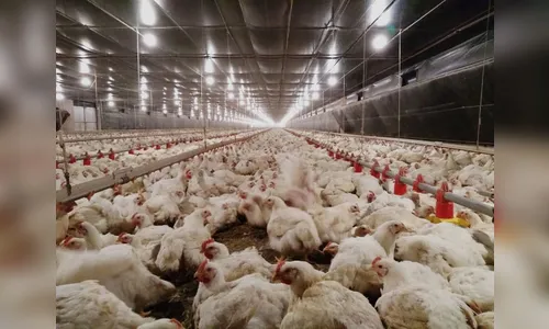Avicultura avança 10% na região