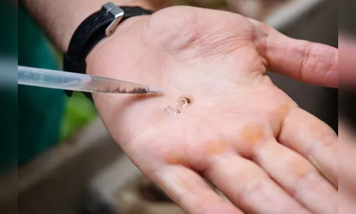 Levantamento aponta baixo índice de infestação em São Pedro do Ivaí