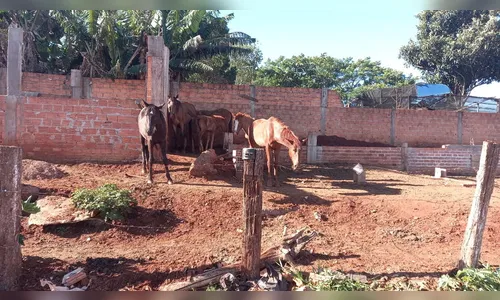 Cavalos que sofriam maus-tratos são resgatados no Sumatra I