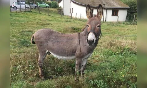 Dois homens são presos na PR-466 trafegando com burro furtado