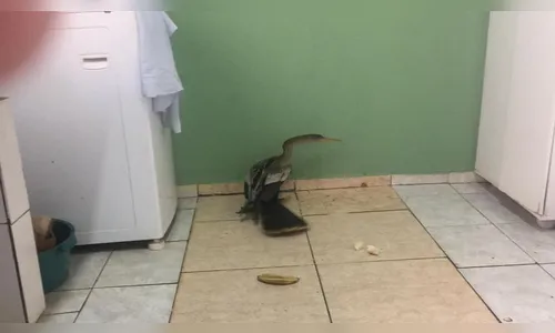 Pássaro Biguatinga é encontrado dentro de casa; assista