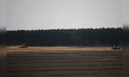 Safra paranaense de verão deve chegar a 24 milhões de toneladas