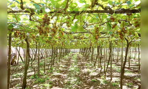 Programa fortalece a produção de uvas e derivados no Paraná