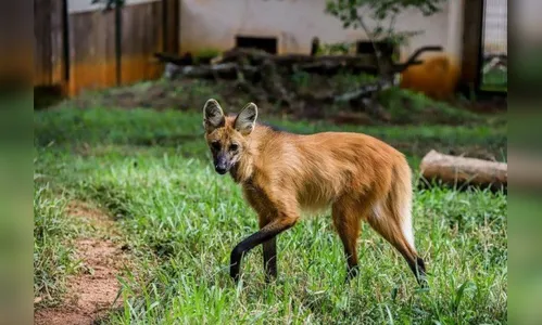 Apucaranenses flagram suposto ‘Lobo Guará’ pela cidade; Vídeo