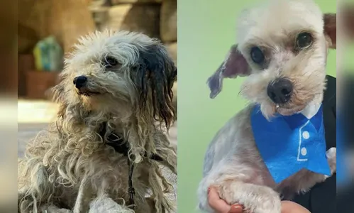 Curso prepara servidores para atendimento de maus-tratos a animais