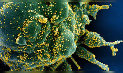 Paraná registra mais 241 casos e 11 mortes pelo novo coronavírus