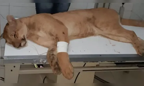 Onça-parda é atropelada após ser resgatada do alto de uma árvore