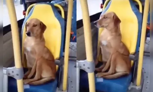 Vídeo de cachorro sozinho dentro de ônibus viraliza; Assista