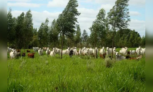 Integração pecuária e cultivo florestal aumenta produtividade