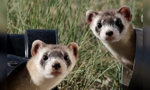 Dinamarca vai sacrificar 17 milhões de animais para evitar mutação do coronavírus