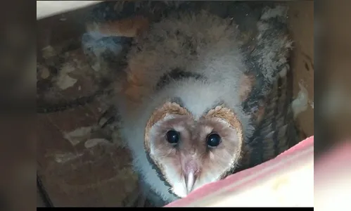 Filhote de coruja é capturado e levado ao Instituto Águas e Terras