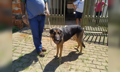 Maus-tratos: Mulher muda de casa e abandona cachorro