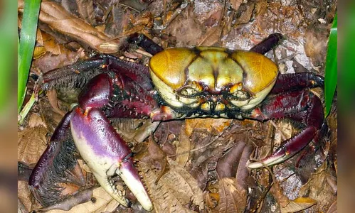 Captura de caranguejo é proibida até o dia 30 de novembro