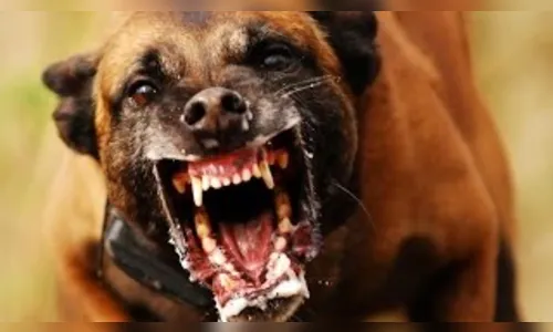 Cachorros matam novilho e caso vai parar na polícia