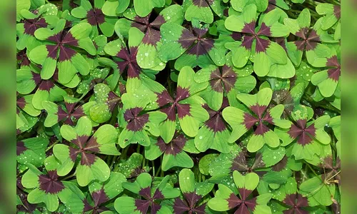 Mega-Sena tem R$ 27 milhões em prêmios neste sábado