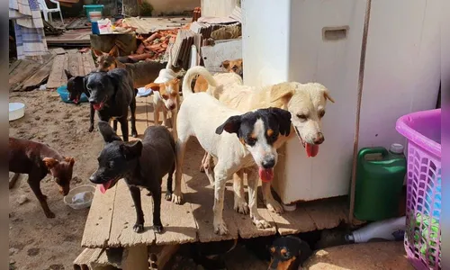 Cães que estavam sem alimentos por uma semana devoram corpo da dona