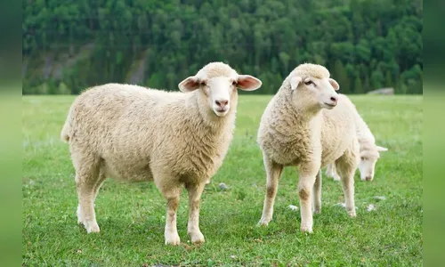 15 carneiros são furtados de chácara; PM foi chamada