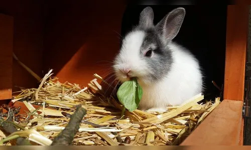 Sumiço de coelho vira caso de polícia e termina com um homem preso