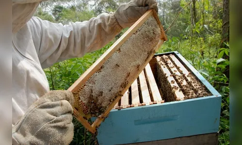 Paraná lidera produção de mel com crescimento de 14,6%