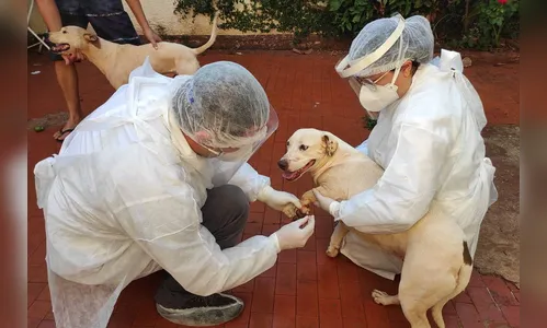 UEL estuda efeitos da Covid-19 em cães, gatos e animais silvestres