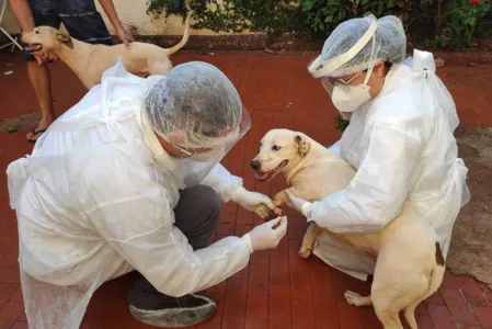 UEL estuda efeitos da Covid-19 em cães, gatos e animais silvestres