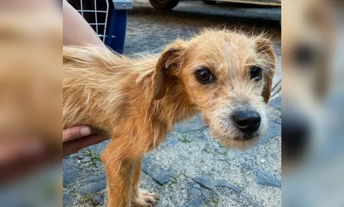 Mulher é presa acusada de maltratar cães e deixá-los sem alimentos