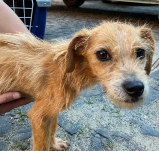 Mulher é presa acusada de maltratar cães e deixá-los sem alimentos