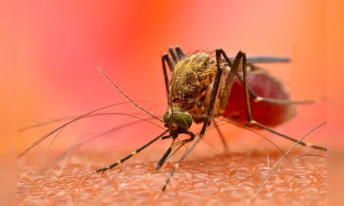 Região tem casos graves e autóctones de dengue nesta semana