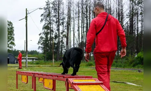 Bombeiros promovem certificação estadual de cães de busca e resgate