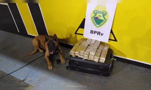 Jovem é detida com mais de 16 Kg de maconha em mala