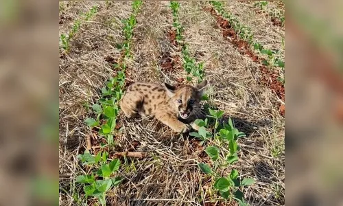 Agricultores se deparam com família de onças durante trabalho na roça