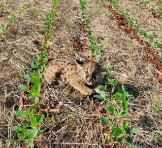 Agricultores se deparam com família de onças durante trabalho na roça