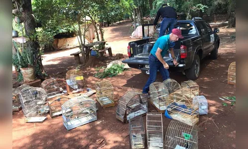74 pássaros apreendidos em cativeiro são devolvidos à natureza