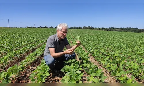 Plantio de soja chega na  reta final na região