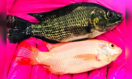 UEPG realiza estudo inédito sobre tilápia vermelha