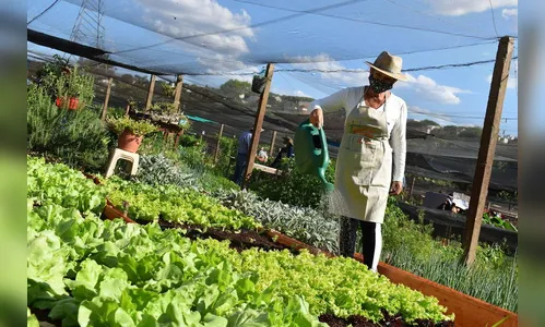 Cultivar Energia doa materiais para horta em Maringá