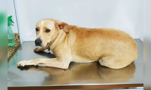 Cadela que foi estuprada ganha novo nome e lar; Vídeo