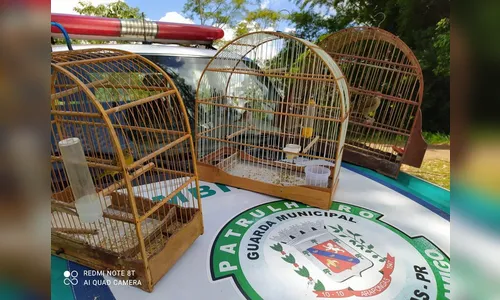 Pássaros silvestres em situação irregular são capturados