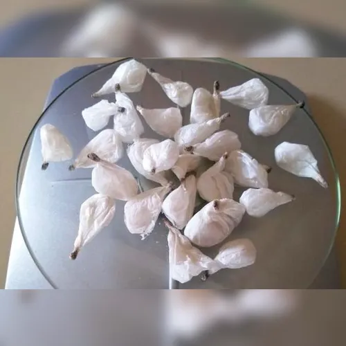 PM apreende 24 buchas de cocaína na casa de suspeito