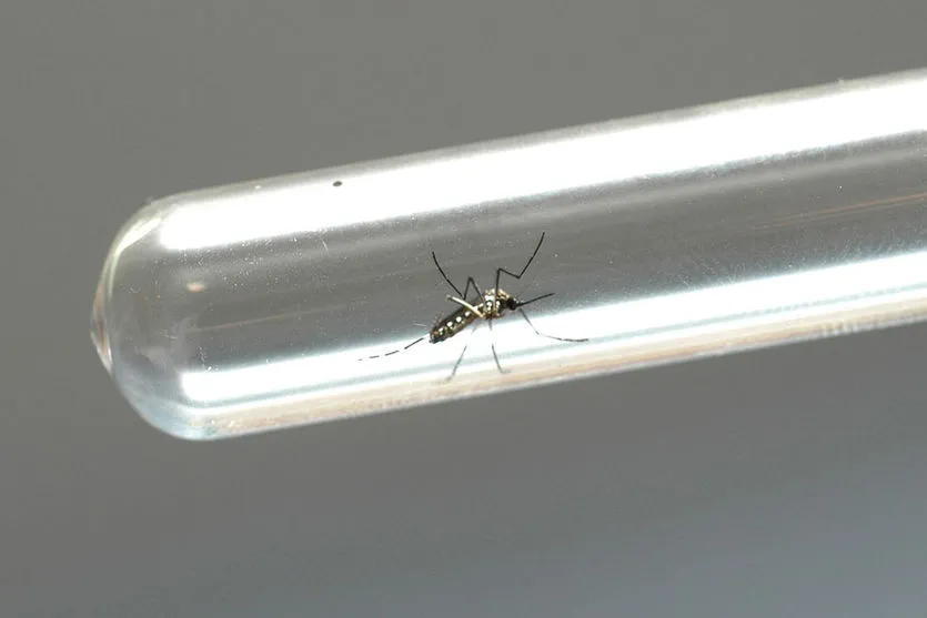 Saúde emite primeira nota orientativa sobre a dengue
