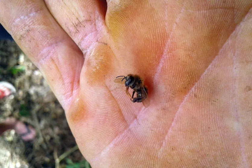 Agrotóxico dizima abelhas de 40 caixas em Turvo