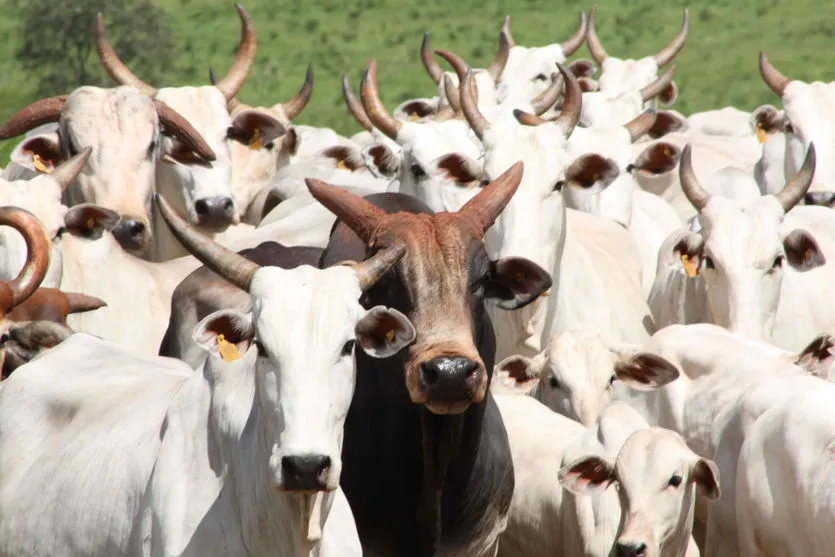 Furto de gado é registrado em área rural de Novo Itacolomi